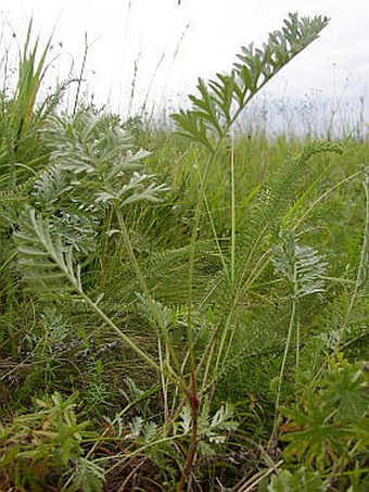 Artemisia pancicii