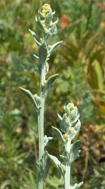 Artemisia pancicii v květu