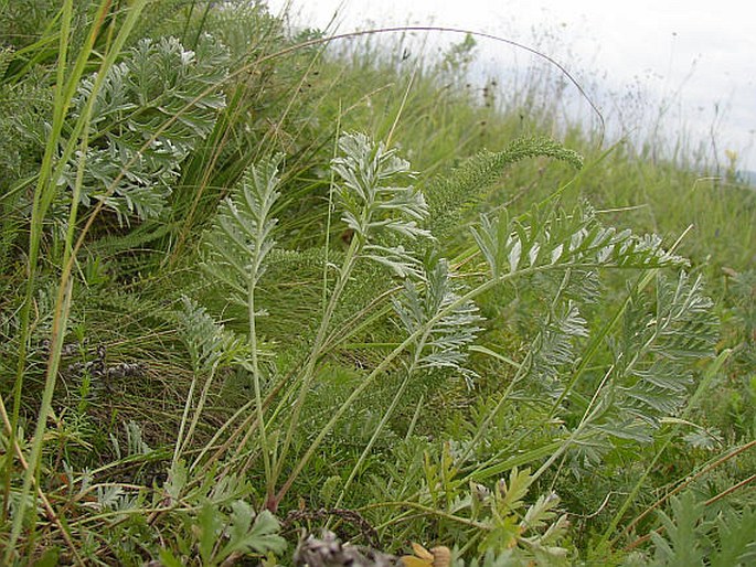 Artemisia pancicii