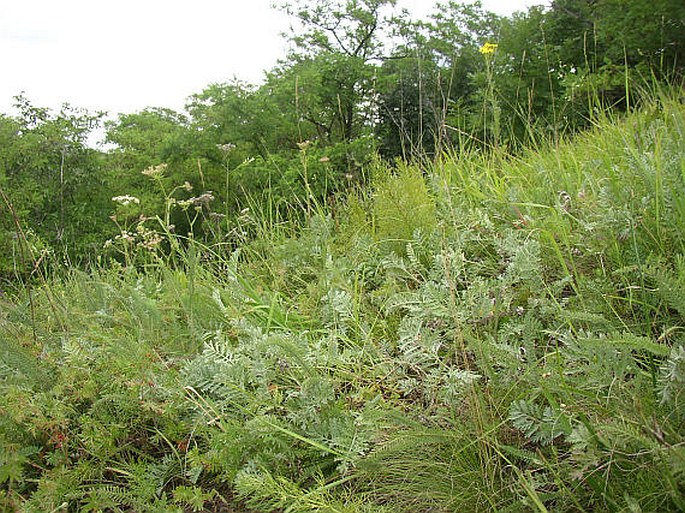 Artemisia pancicii