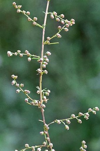 Artemisia scoparia