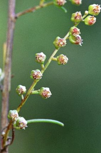 Artemisia scoparia