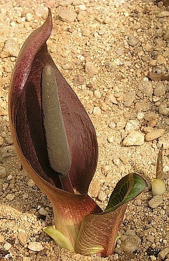 Arum pictum