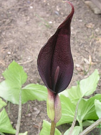 Arum purpureospathum