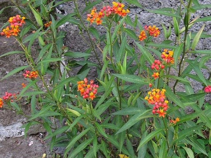 Asclepias curassavica