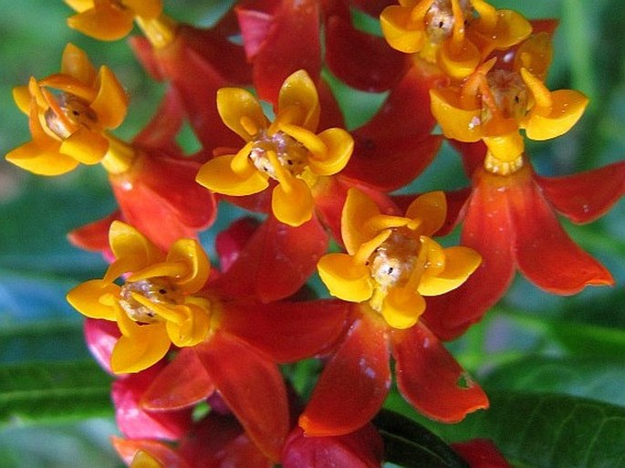 Asclepias curassavica