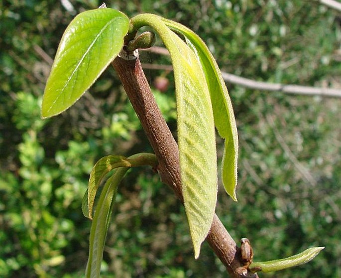 Asimina triloba