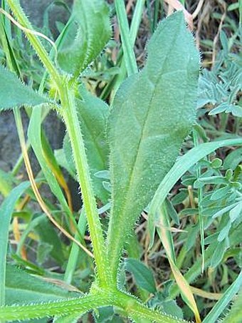 Asperugo procumbens