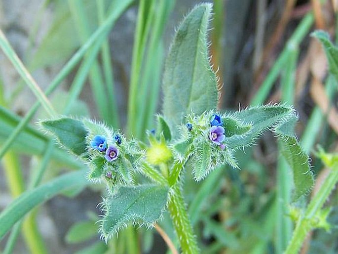 Asperugo procumbens