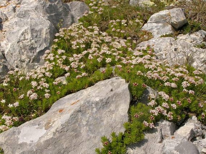 Asperula doerfleri