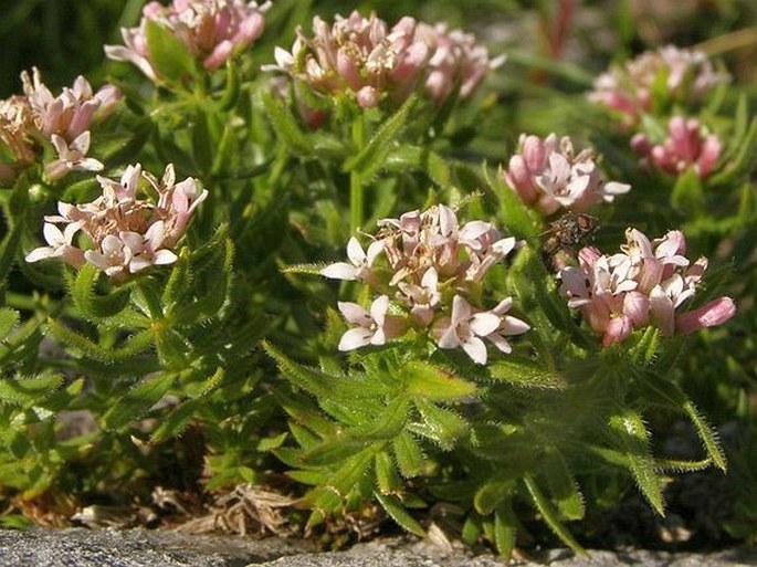 Asperula doerfleri