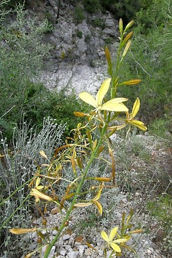 Asphodeline brevicaulis