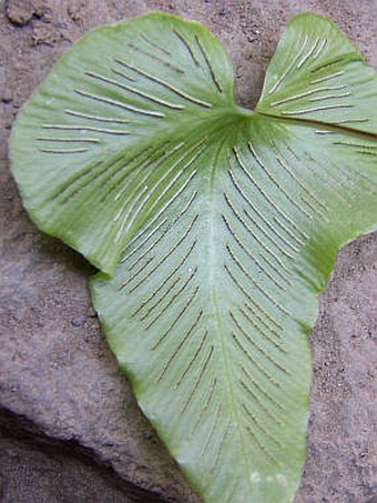 Asplenium hemionitis