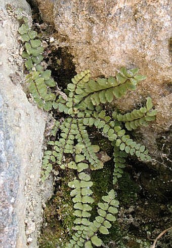 Asplenium trichomanes subsp. pachyrachis