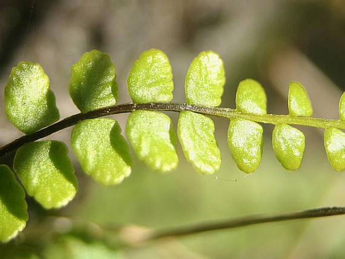 Asplenium presolanense