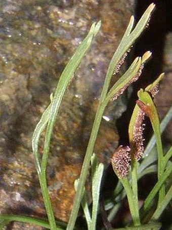 Asplenium septentrionale