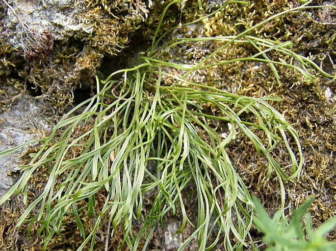 Asplenium septentrionale