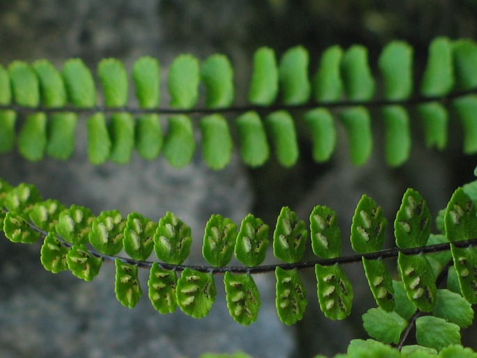 Asplenium trichomanes