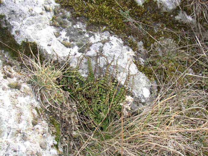 Asplenium trichomanes