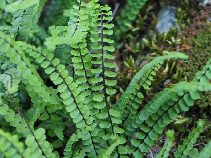 Asplenium trichomanes