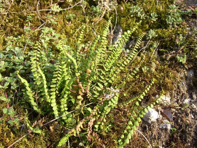 Asplenium trichomanes