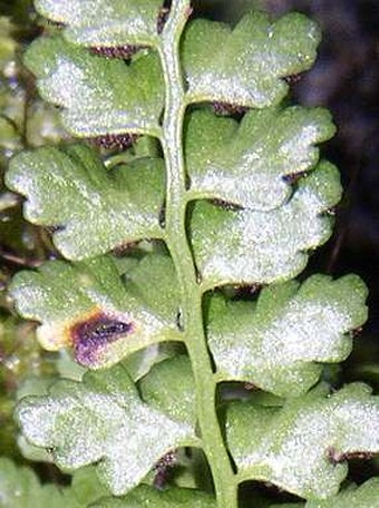 Asplenium viride