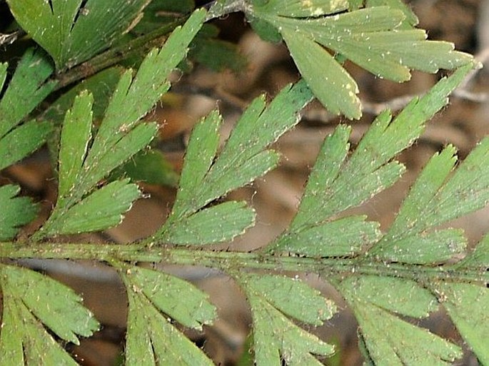 Asplenium praemorsum