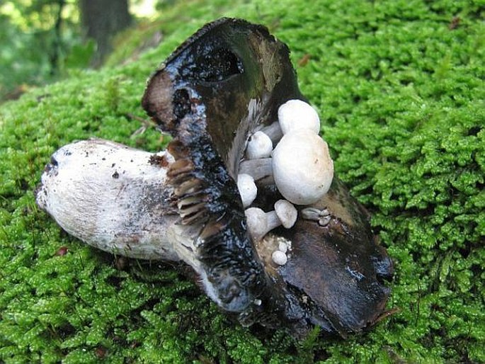 Asterophora lycoperdoides