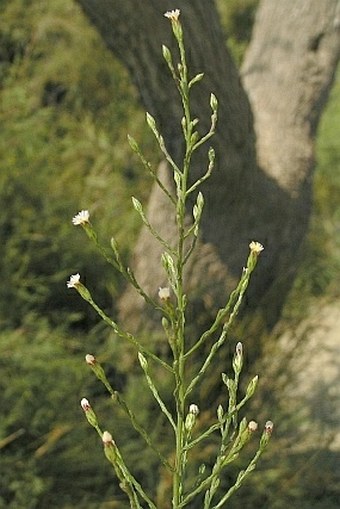 Symphyotrichum squamatum