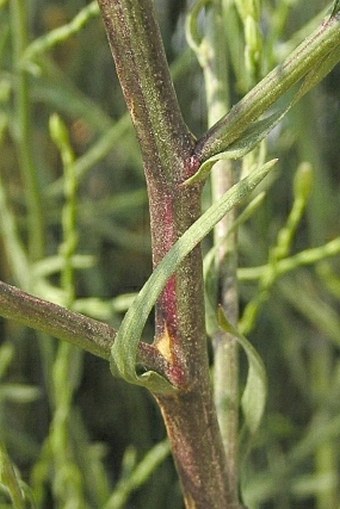 Symphyotrichum squamatum