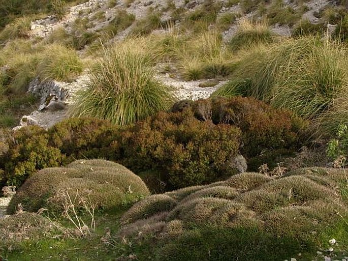 Astragalus balearicus