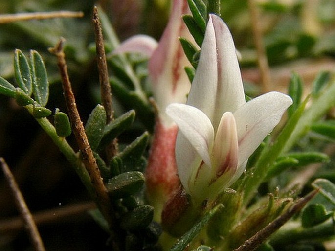 Astragalus balearicus