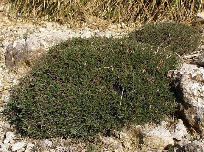 Astragalus balearicus