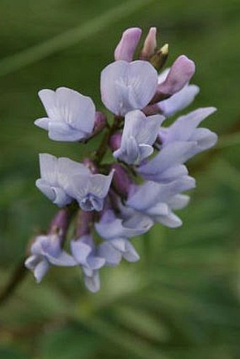 Astragalus norvegicus