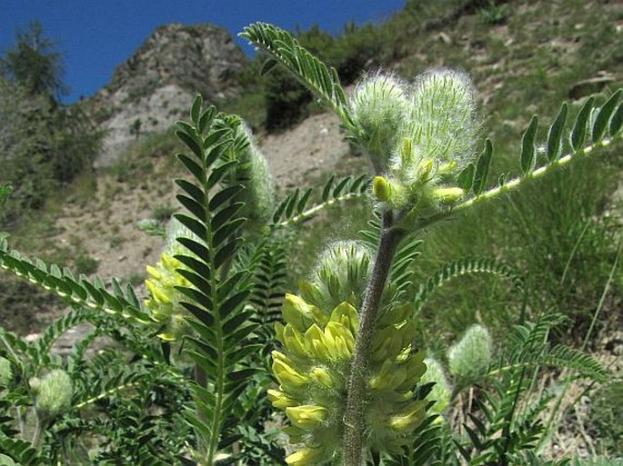 Astragalus alopecurus