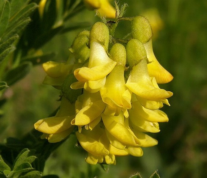 Astragalus penduliflorus