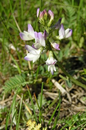 Astragalus alpinus