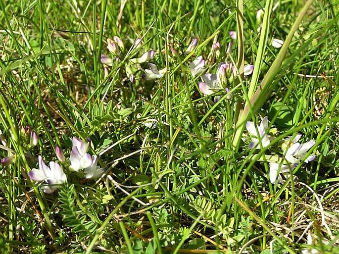 Astragalus alpinus