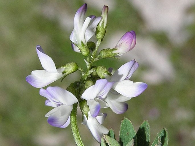 Astragalus alpinus