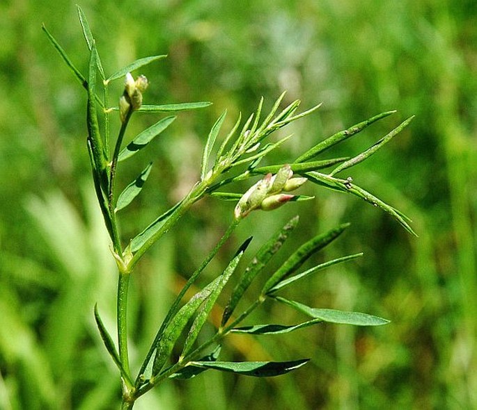 Astragalus arenarius