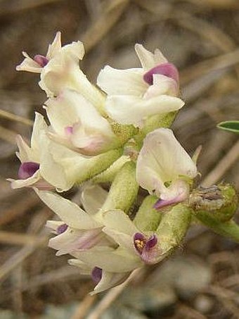 Astragalus australis