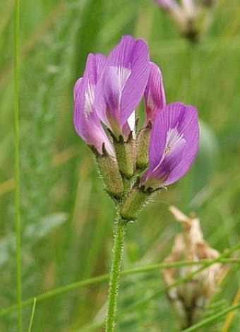 Astragalus danicus