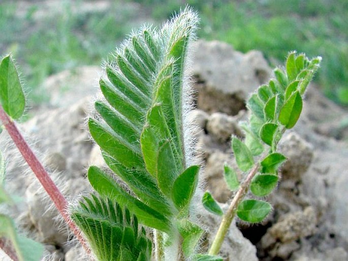 Astragalus exscapus