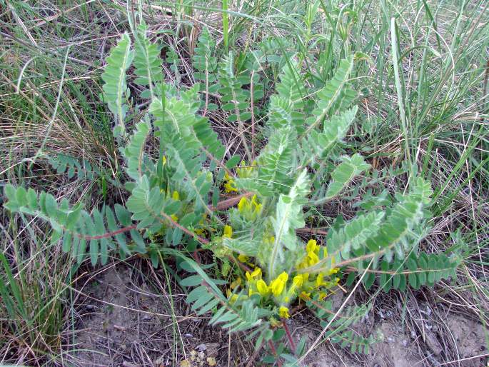 Astragalus exscapus