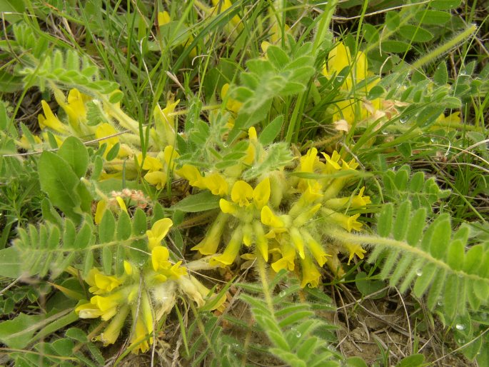 Astragalus exscapus