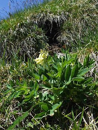 Astragalus frigidus