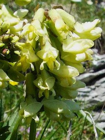 Astragalus frigidus