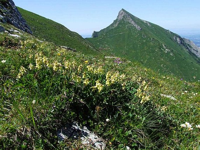 Astragalus frigidus