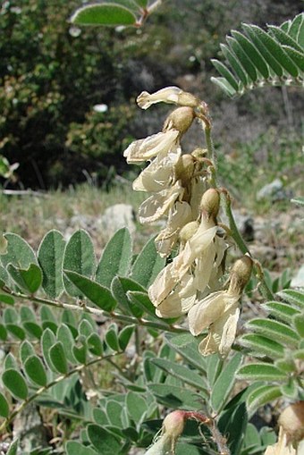 Erophaca baetica subsp. orientalis