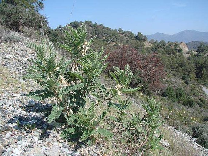 Erophaca baetica subsp. orientalis